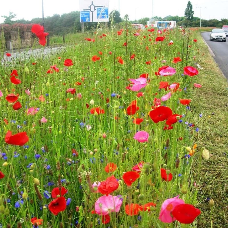 RBC Labour to Bring More Cycle Routes and Wild Flowers to Rushcliffe!