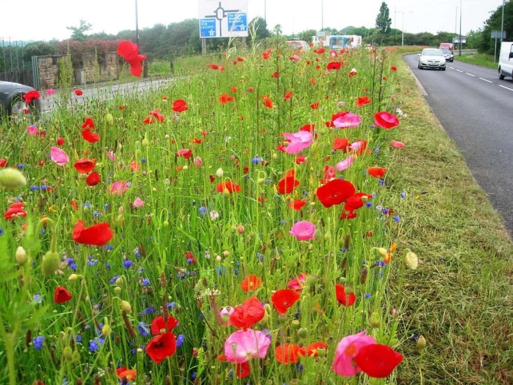 RBC Labour to Bring More Cycle Routes and Wild Flowers to Rushcliffe!