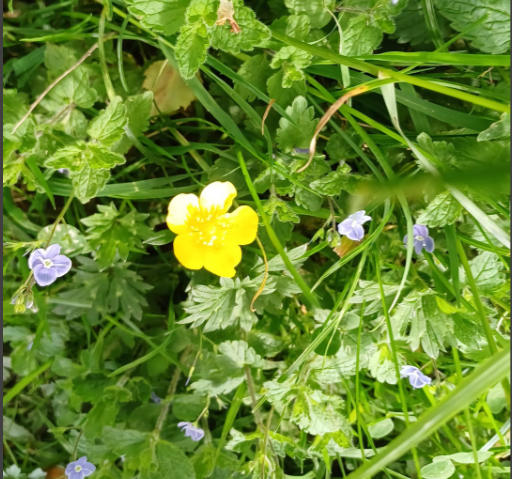 Some june flowers in the grass in West Bridgford