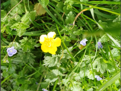 The first 6 weeks at County Hall